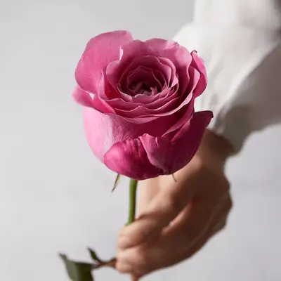 Cómo cuidar sus rosas