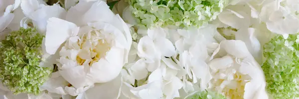 Alles, was Sie über weiße Pfingstrosen wissen müssen