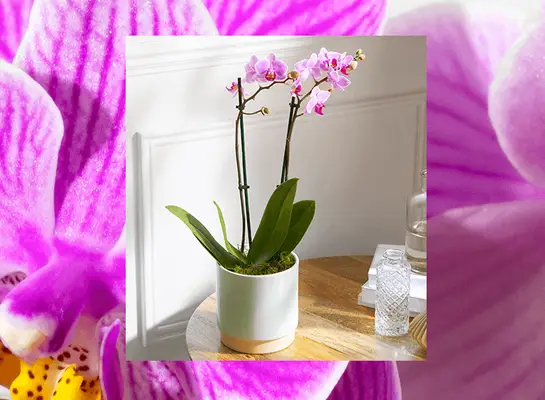 Hoe u voor uw plaatselijke orchidefabriek kunt zorgen