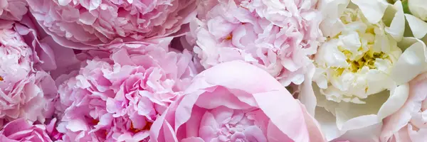 Jakie są najlepsze okazje, aby wysłać bukiety piwonii?