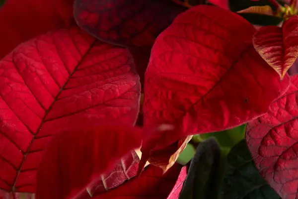 17 найкращих зимових квітів