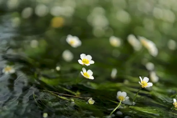 Meditace Vipassana: co to je, výhody a jak praktikovat