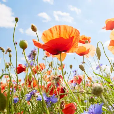 מדע הכרת התודה וכיצד זה יכול להשפיע על המוח