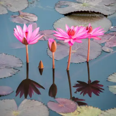 Meditazione Zen: come (e perché) iniziare una pratica Zen