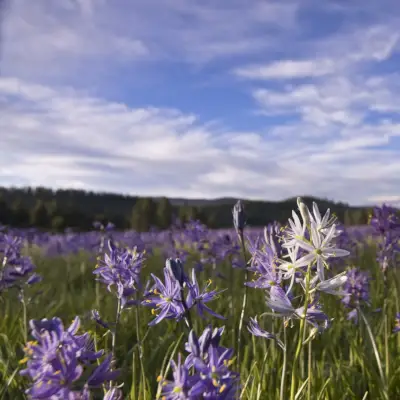 Visualiseringsmeditasjon: 8 øvelser du kan legge til i praksisen din