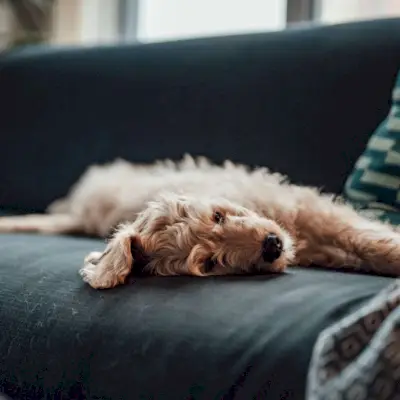 ¿No tienes ganas de hacer nada? 7 consejos para vencer la anhedonia