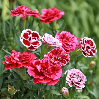 10 fiori che sembrano peonie