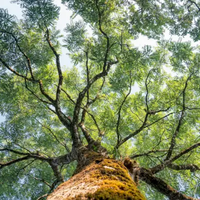 Cómo encontrar un propósito y descubrir tu camino en la vida