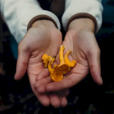 Vad är adaptogener och fungerar de egentligen?