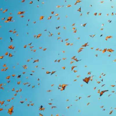 お腹の中に蝶が入る理由と、蝶を落ち着かせる方法