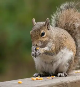 Hvad er navnene på alle jordegern i Alvin and the Chipmunks?