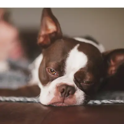 Jak nebýt neustále unavený: 10 způsobů, jak rychle napravit únavu