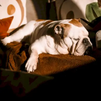 Снажна дремка: предности, дужина и како да напајате дремку као професионалац