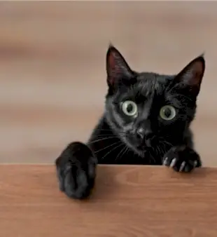 120 mien pre čierne mačky