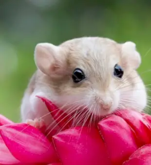 140 imen za hrčke: samec in samica