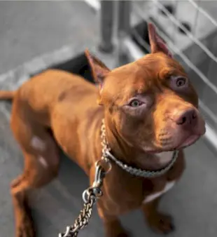 100 Namen für Pitbull: Originell und kreativ