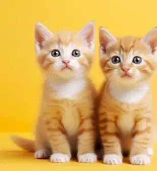 मादा बिल्लियों के लिए 200 नाम: रचनात्मक और प्यारे