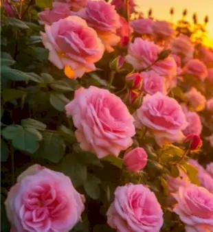 अक्षर वाले फूल: A से Z तक