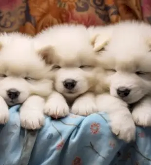 300 اسم للكلاب