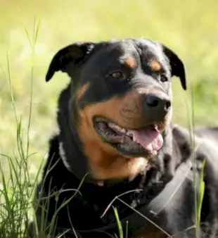 100 שמות לרוטוויילר