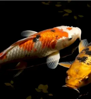 100 Namen für Zelte