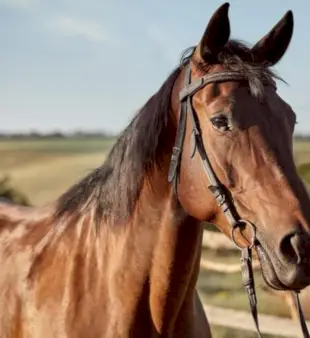 ਘੋੜਿਆਂ ਲਈ 180 ਨਾਮ