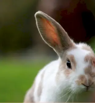 150 navn på kaniner: Kreativt og søtt