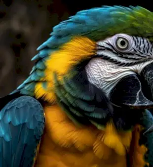 Amerika papağanı için 200 isim