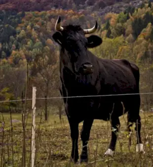 150 de nume pentru tauri