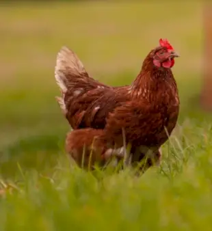 120 اسم دجاج مبتكر ومبتكر