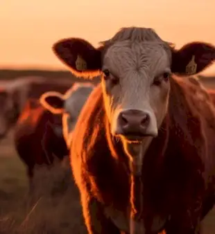 गायों के लिए 120 नाम