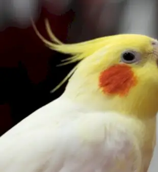 180 назв какаду