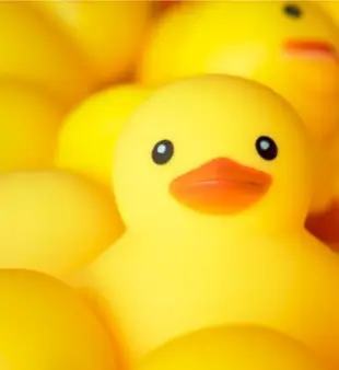 120 de nume pentru rațe