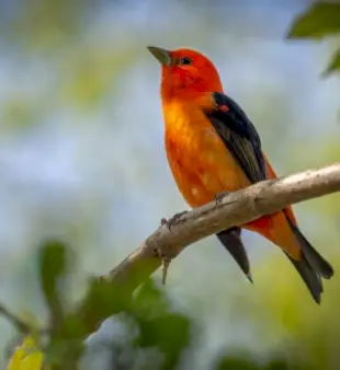 150 vārdi putniņiem