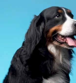 雄の子犬の名前 170 個