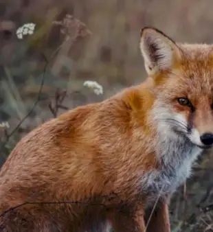 120 имена за лисицу