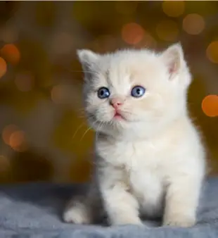 150 имена за мъжки котки